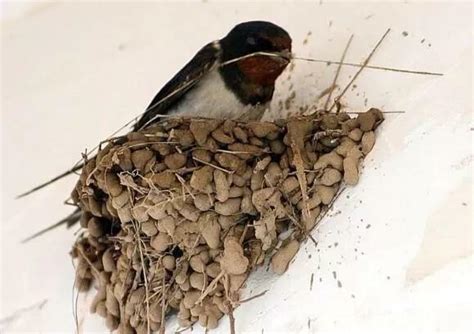 壓樑怎麼看 燕子築巢風水